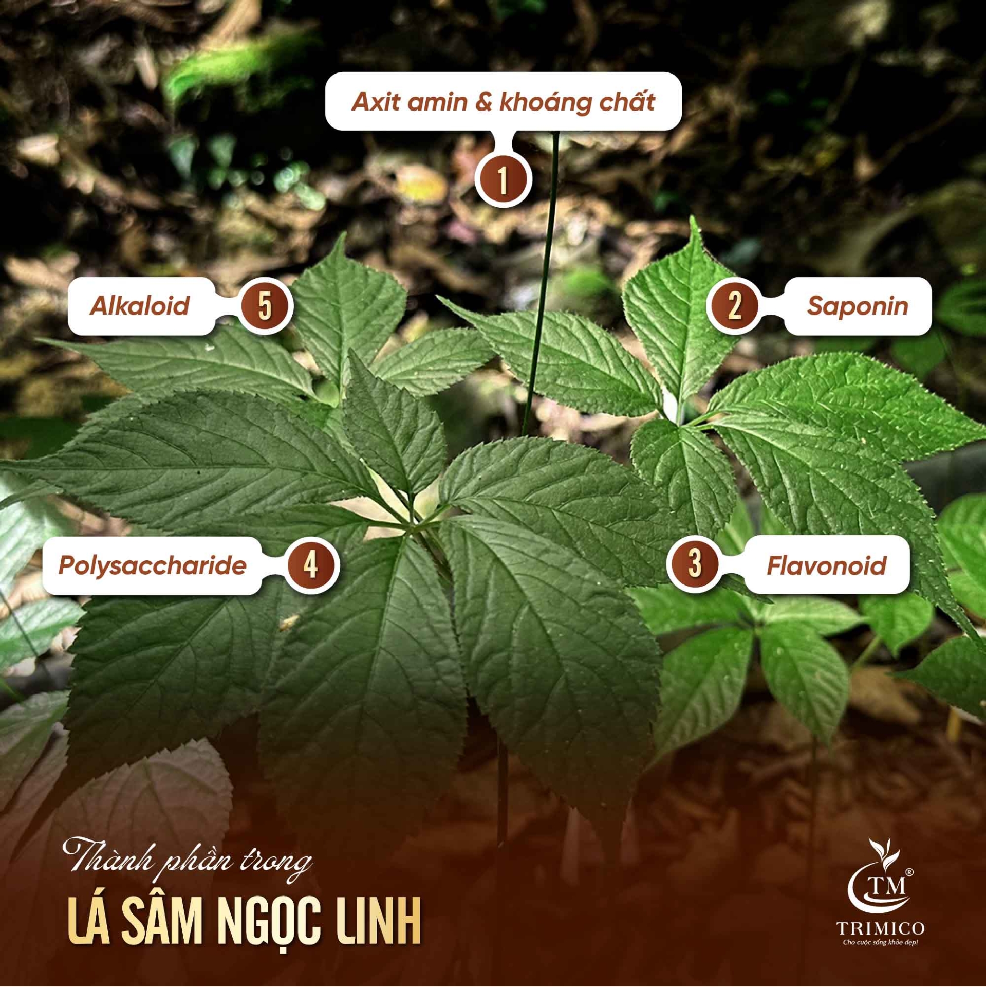 Trà sâm Ngọc Linh túi lọc TRIMICO